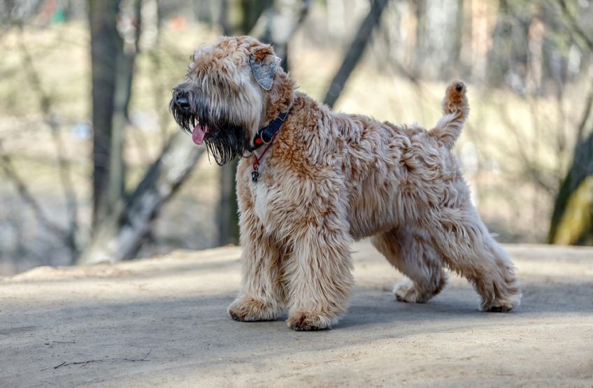 Irish soft coated terrier
