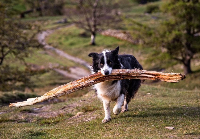 border collie