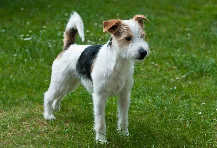 Parson russell terrier pozuje do zdjęcia na tle trawy