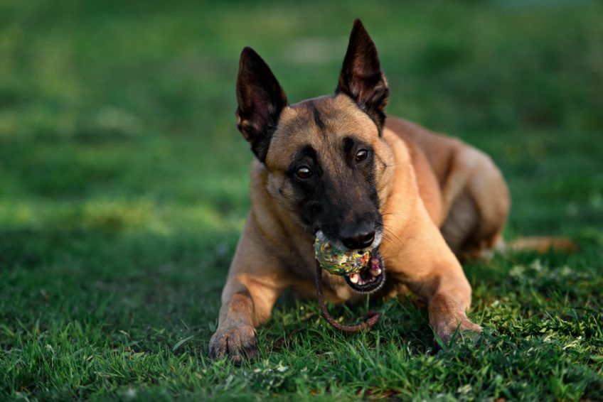 Malinois z piłką w pysku