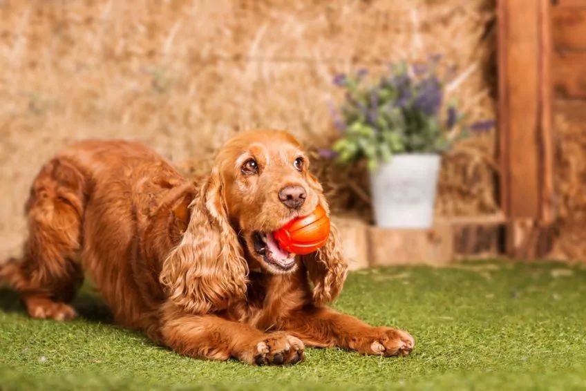 Rudy cocker spaniel trzyma w pysku piłkę