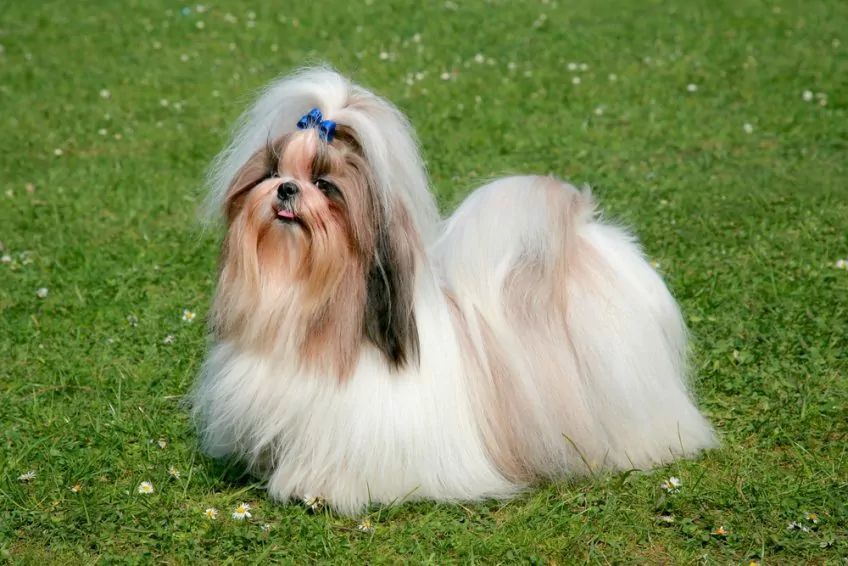 Pies rasy shih tzu
