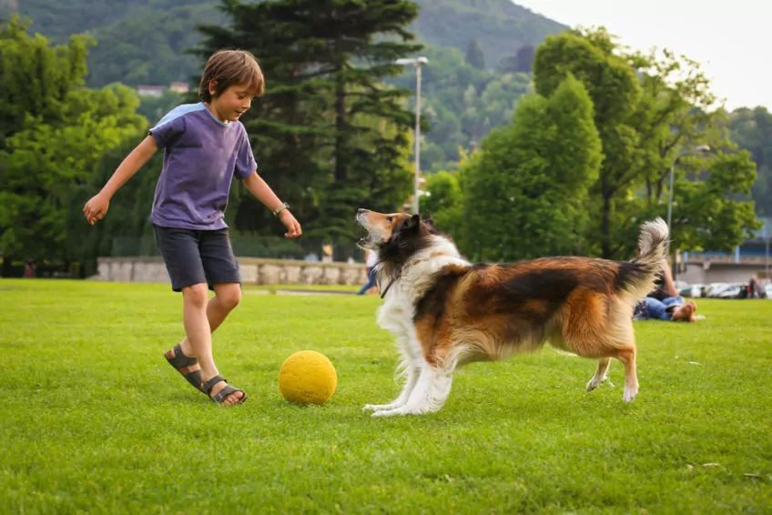 dziecko i collie