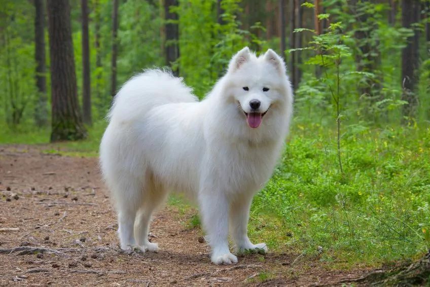 Samojed stoi w lesie