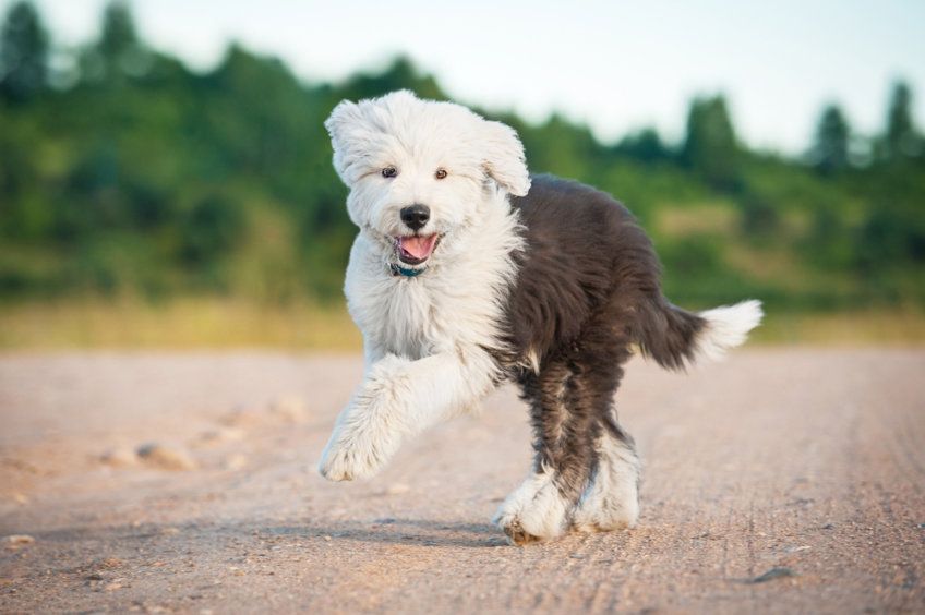 Owczarek staroangielski bobtail