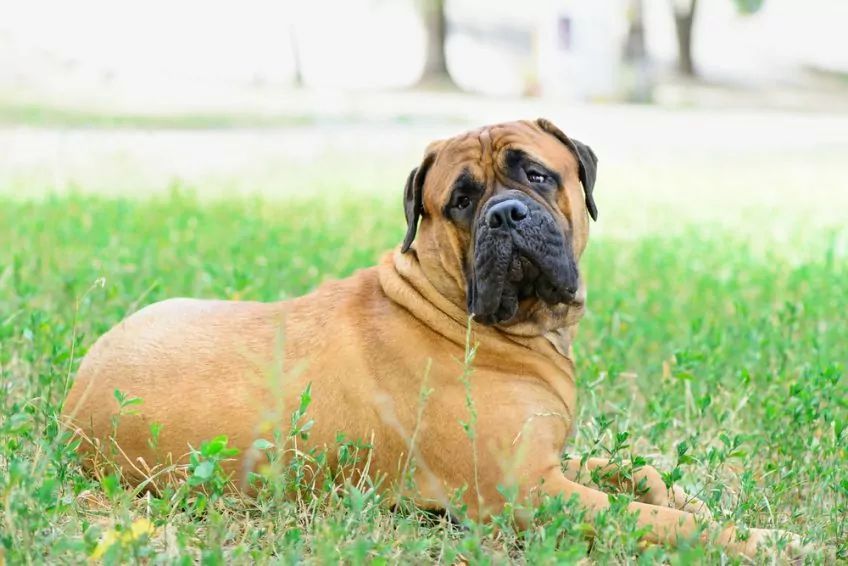 Bullmastiff w trawie
