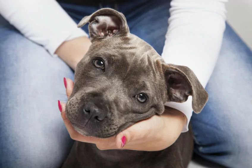 Pitbul szary