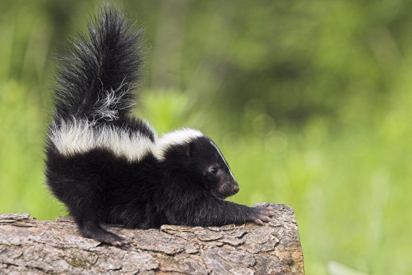 Skunks