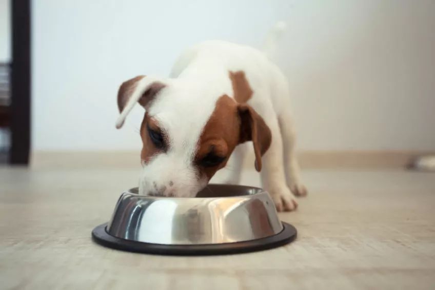 Jack russell terrier przy misce