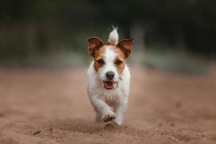 Jack russsell
