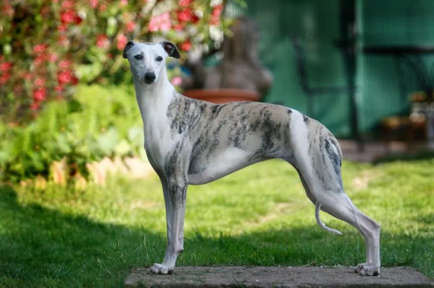 Whippet w pozie wystawowej