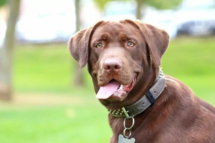 Czekoladowy labrador