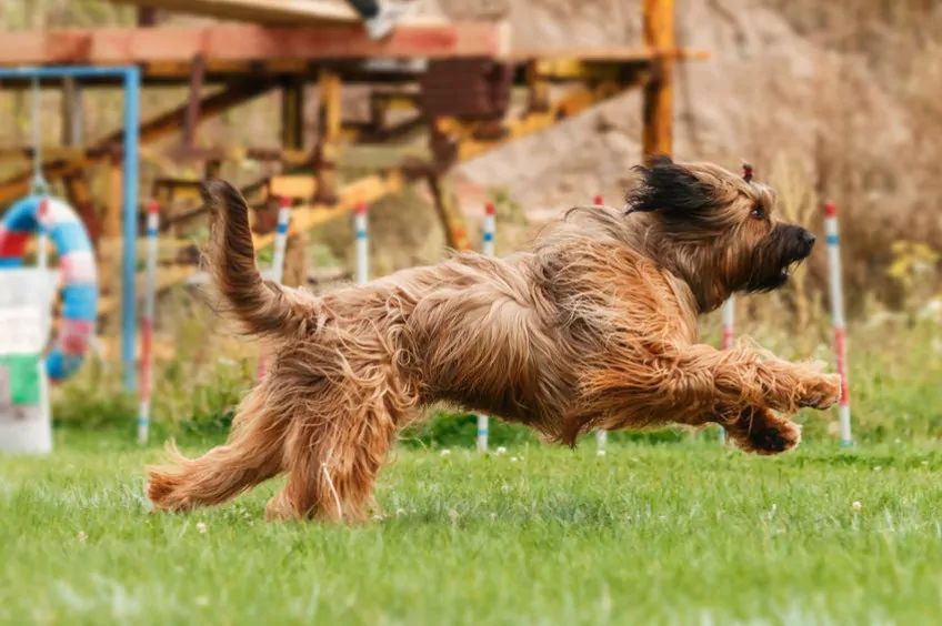 Owczarek francuski briard i frisbee