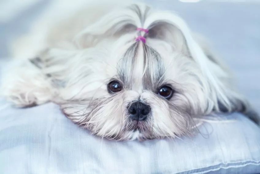 Głowa shih tzu