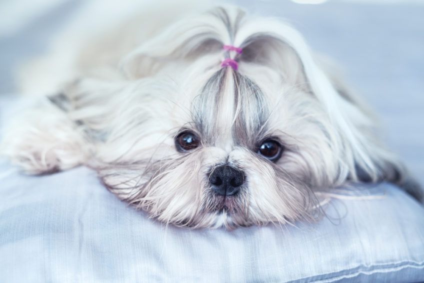 Shih tzu patrzy w obiektyw
