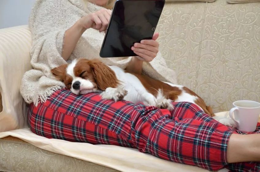 Cavalier śpi na kolanach właścicielki