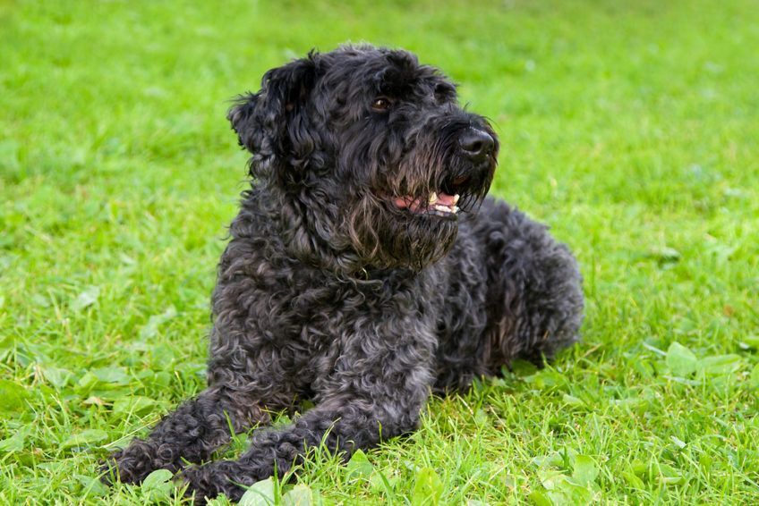kerry blue terrier lezy na trawie
