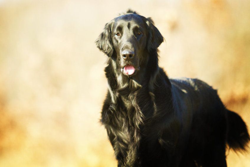 Flat coated retriever