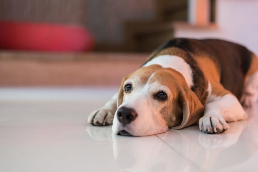 Beagle leży w domu na podłodze