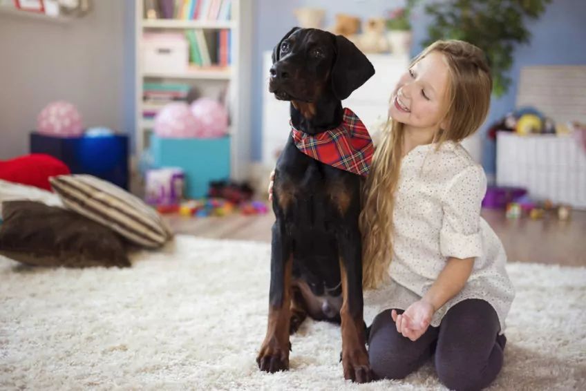 Doberman pozuje z dziewczynką w jej pokoju