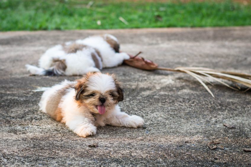 Ostrzyżony shih tzu