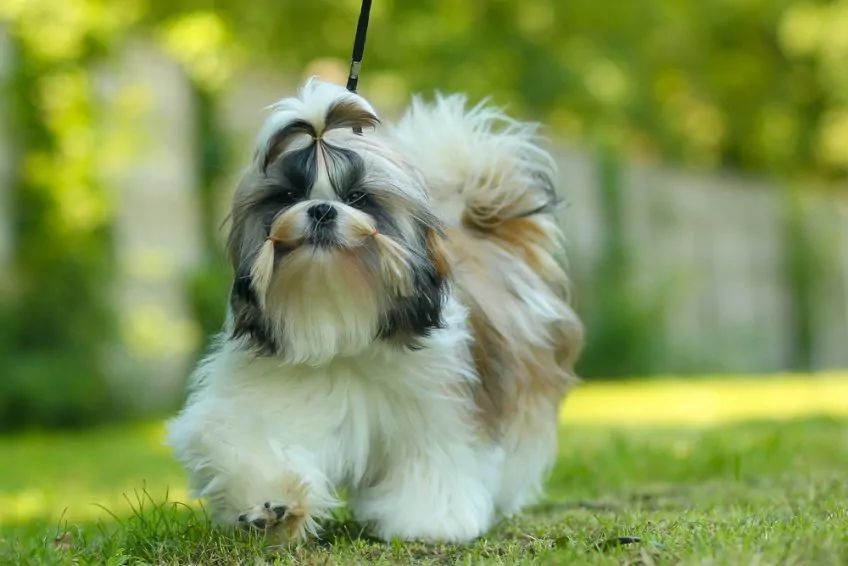 Shih tzu wystawowy