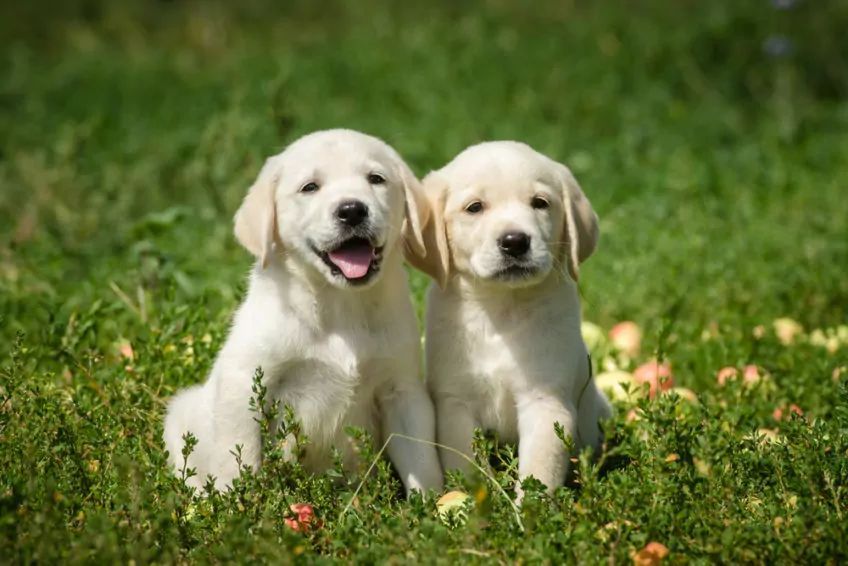 Dwa szczeniaki rasy labrador na trawie