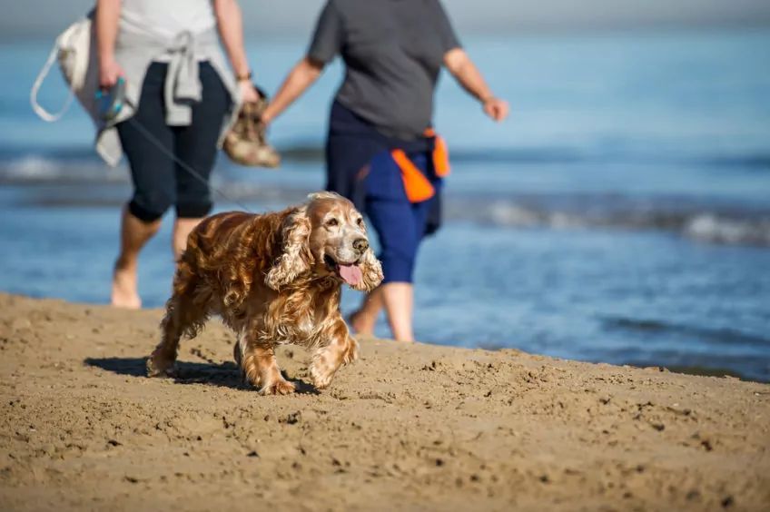 Cocker spaniel