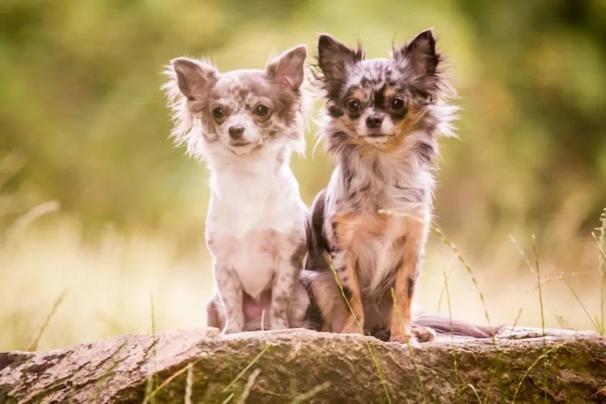 Dwa marmurkowe pieski rasy chihuahua