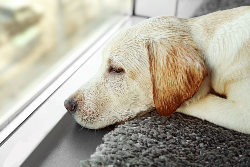 labrador leży i patrzy przez okno
