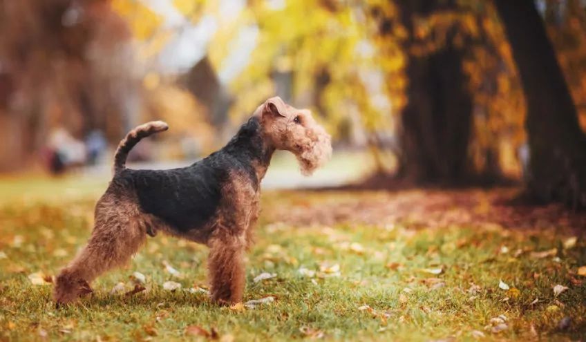 Welsh terrier w lesie pozuje do zdjęcia