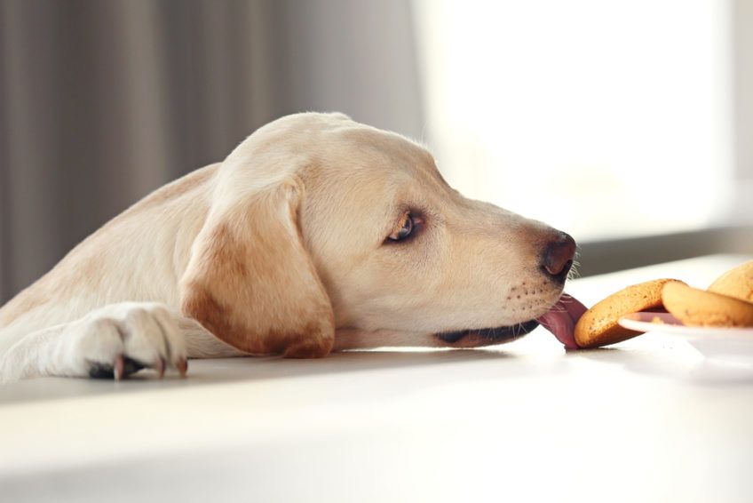 labrador je ciastko