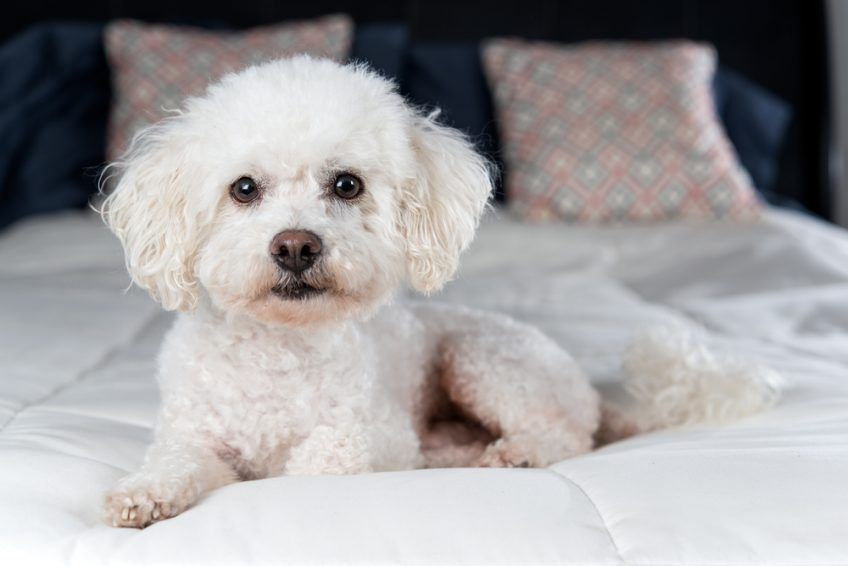 bichon frise