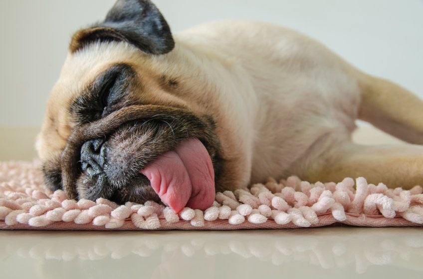 mops śpi z językiem na wierzchu