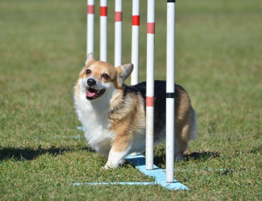 Welsh corgi - agility