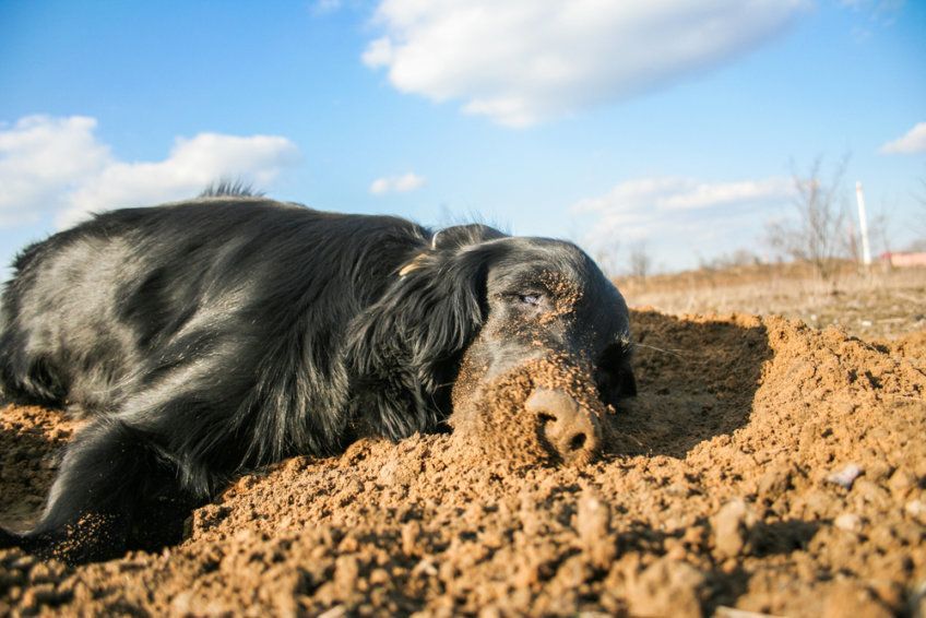 Flat coated retriever leży na piasku