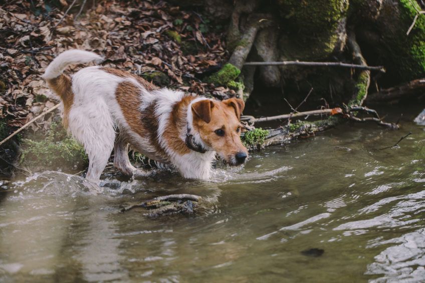 Fox terrier wchodzi do wody