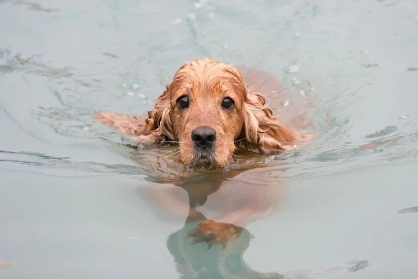 Cocker spaniel pływa
