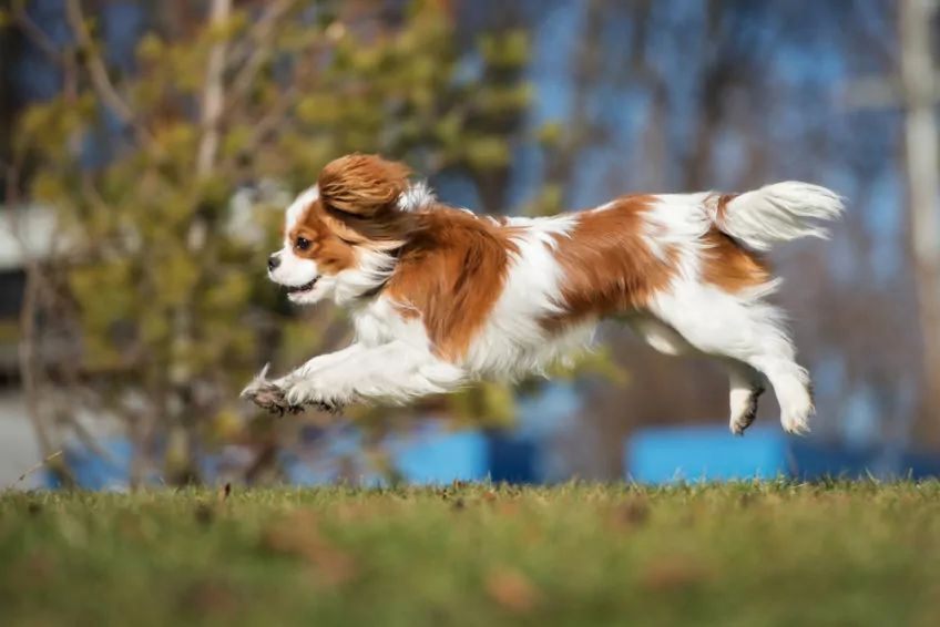 cavalier king charles spaniel podczas biegu