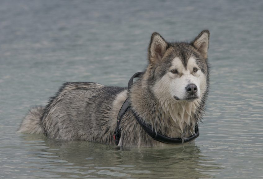 Malamute stoi w wodzie