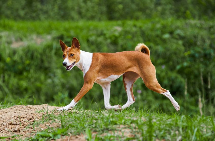 Basenji