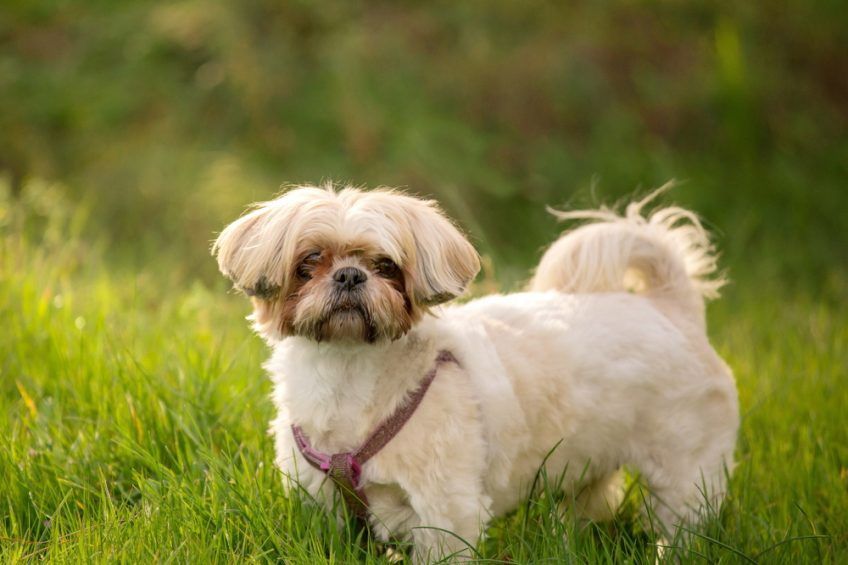 Shih tzu w ogrodzie