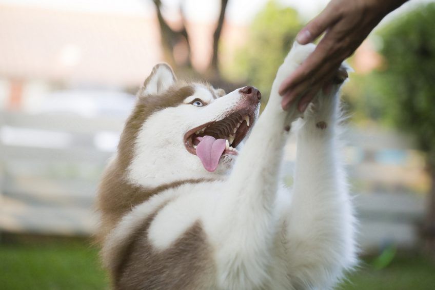 Siberian husky podaje właścicielowi łapę
