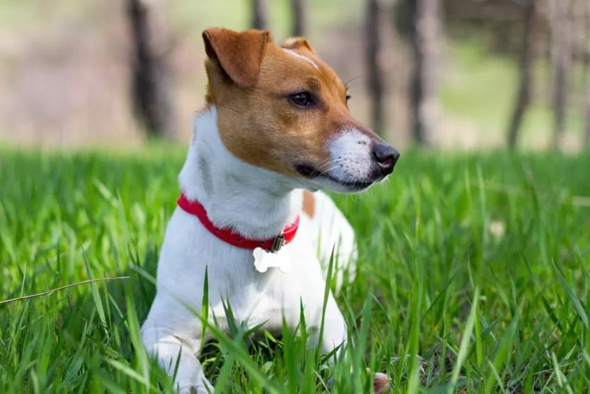 Krótkowłosy jack russell