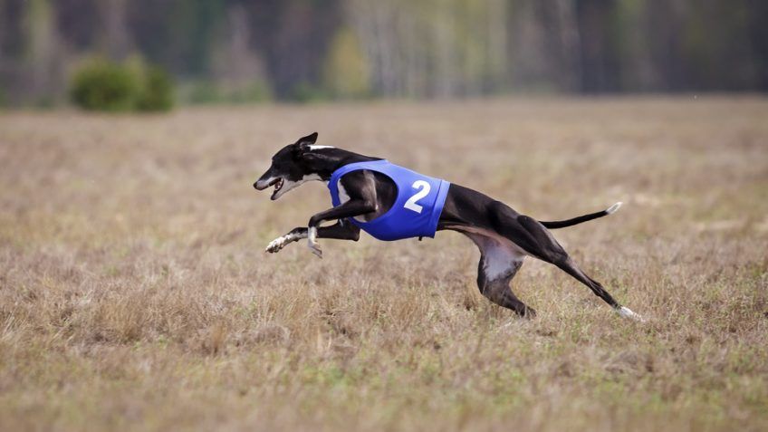 Whippet biegnie przez pola
