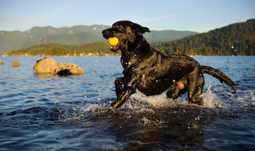 Labrador w wodzie