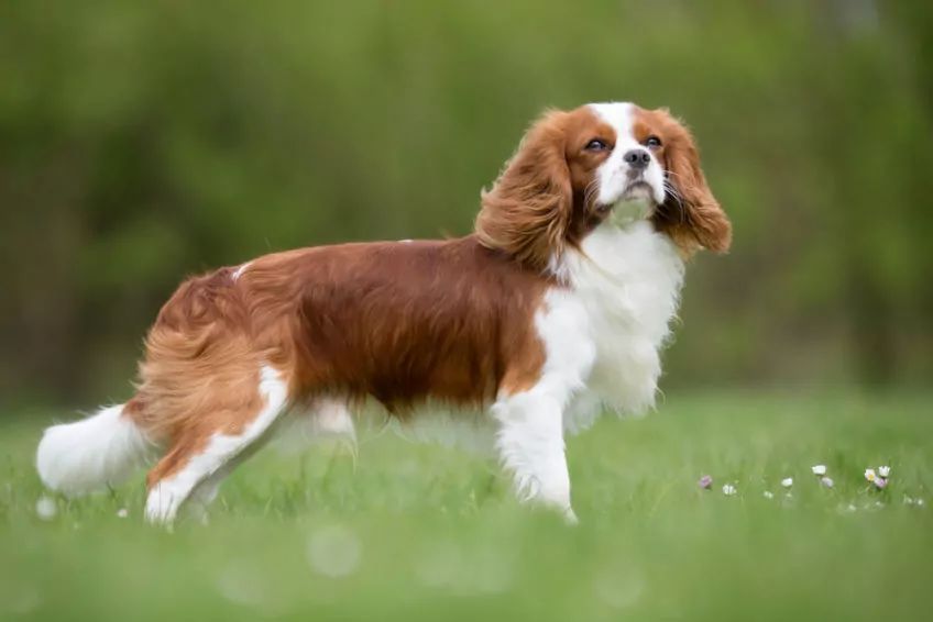Cavalier king charles spaniel na trawie pozuje do zdjęcia rasy psów