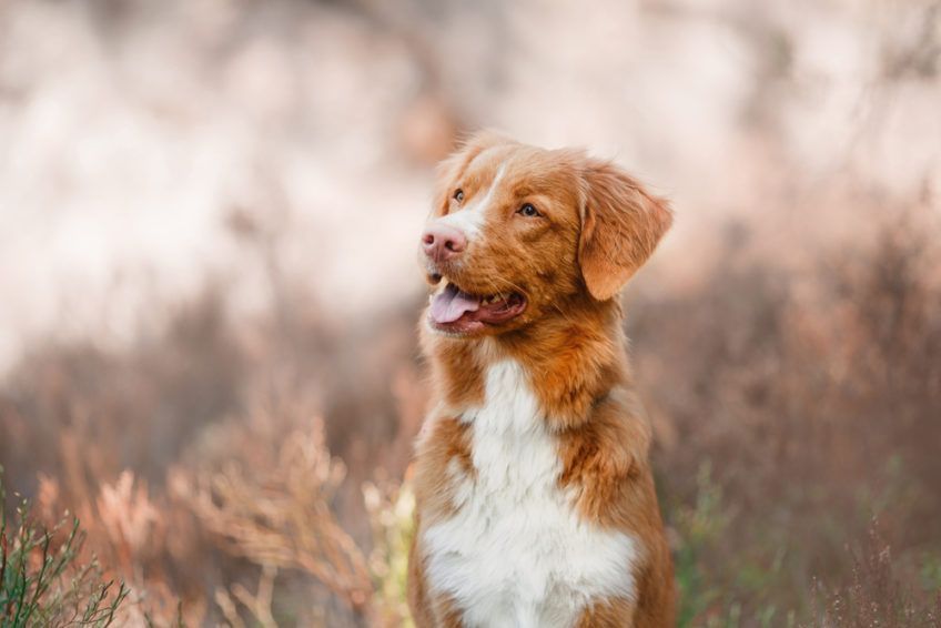 nova scotia duck tolling retriever patrzy w bok