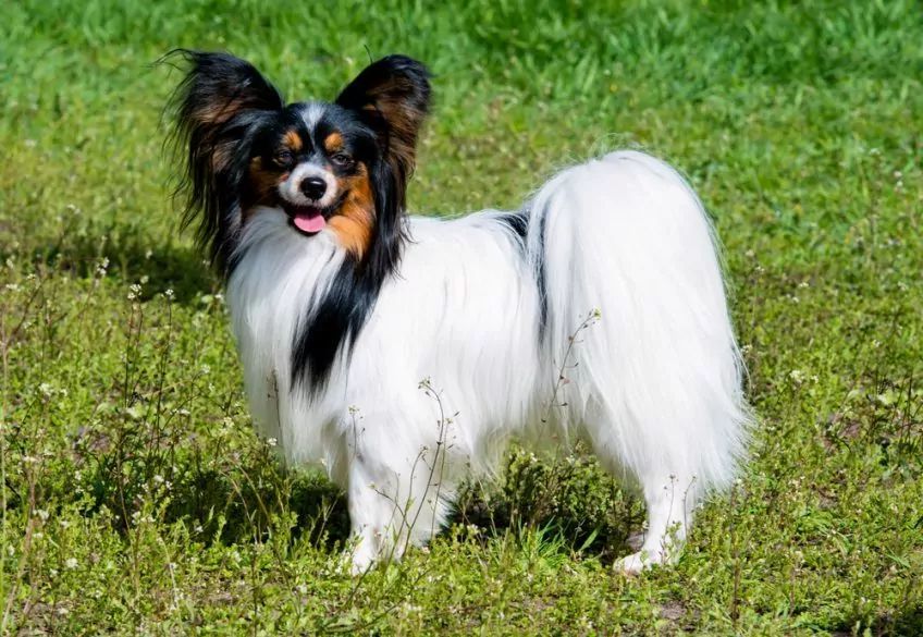 Papillon stoi na trawie