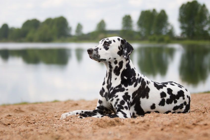 Dalmatyńczyk leży na plaży